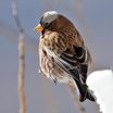 Gray-crowned Rosy-Finch